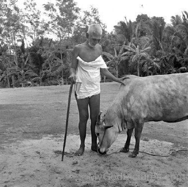 Ramana Maharshi Ji With Cow