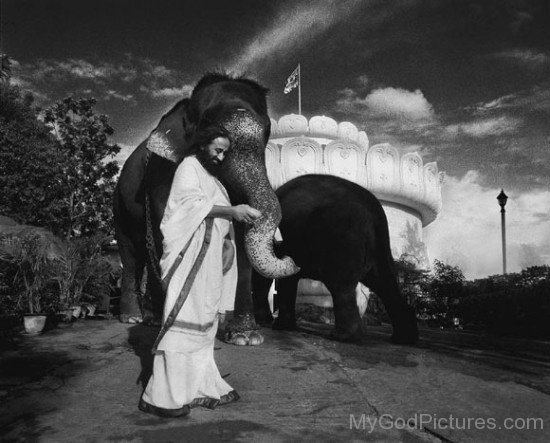 Sri Sri Ravi Shankar In His Ashram With Elephant